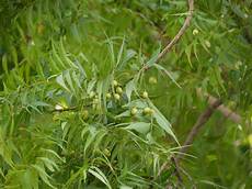 Argan Oil