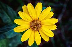 Arnica Extract