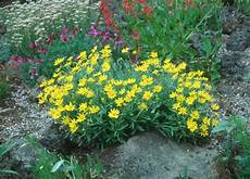 Arnica Extract