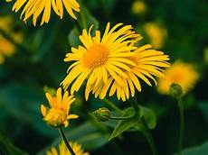 Arnica Extract