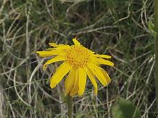Arnica Extract
