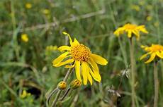 Arnica Extract