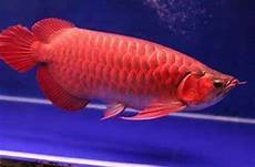 Arowana Fish