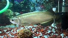 Arowana Fish