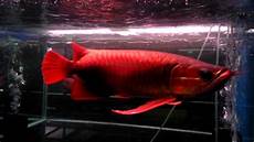 Arowana Fish