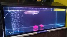 Arowana Fish