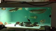Arowana Fish