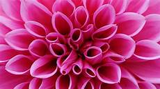 Art Flower Garden