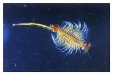 Artemia Nyos