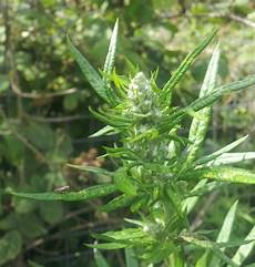 Artemisia Vulgaris