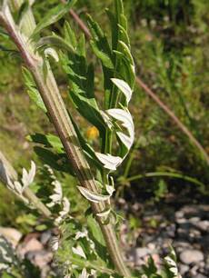 Artemisia Vulgaris