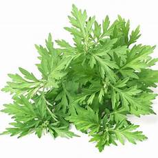 Artemisia Vulgaris