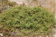 Artemisia Vulgaris