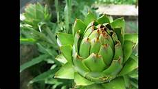 Artichoke Leaf