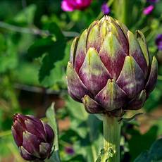 Artichoke Leaf