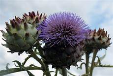 Artichoke Leaf