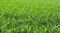 Artificial Golf Grass