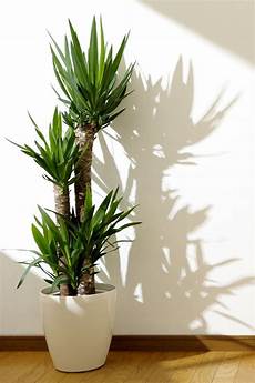 Artificial Plants