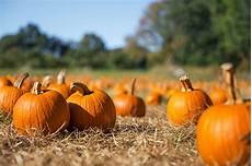 Artificial Pumpkin