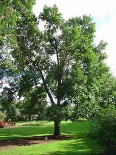 Ash Timber