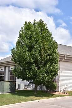 Ash Trees