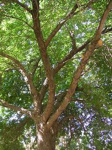 Ash Trees