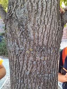Ash Trees