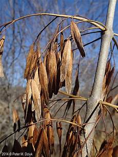 Ash Trees