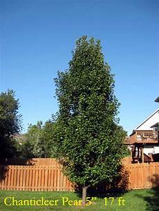 Ash Trees
