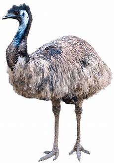 Australian Emu