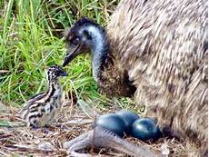 Australian Emu