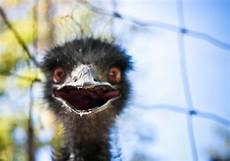 Australian Emu