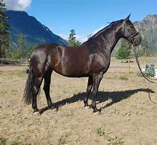 Australian Stock Saddles