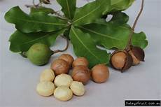 Australian Wasabi Macadamia Nuts