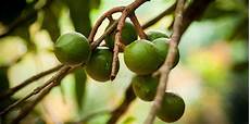 Australian Wasabi Macadamia Nuts