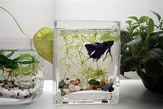 Automatic Pet Water Bowls