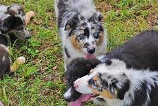 Automatic Pet Water Bowls