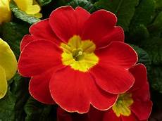 Autumn Flower Pots