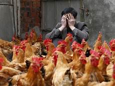 Avian Medicine