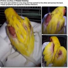 Avian Medicine