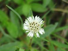Ayurvedic Herb