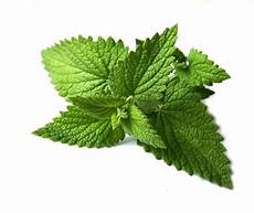 Ayurvedic Herb