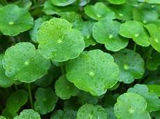 Ayurvedic Herb