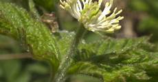 Ayurvedic Oils