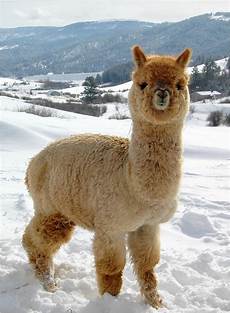 Baby Alpaca