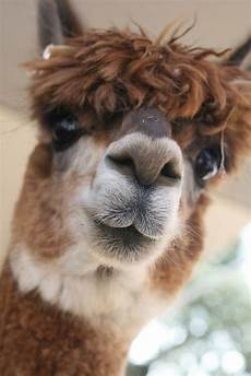 Baby Alpaca