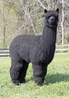 Baby Alpaca