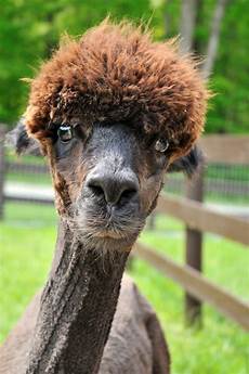Baby Alpaca