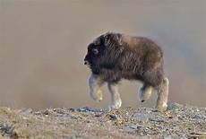 Baby Alpaca
