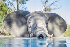 Baby Pool